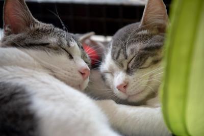 Two cats sleeping sleeping with their faces next to each other