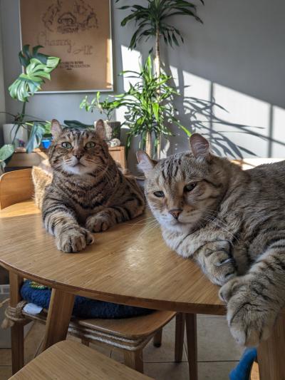 Apollo and Jasper the cats lying together on a table in their home