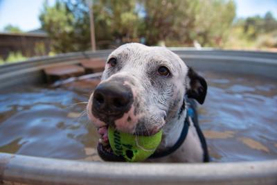 Black and white dog in a tub of water with a tennis ball in her mouth