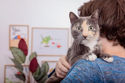 Calico cat on a person's shoulder