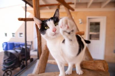 Black and white cat holding a front paw up