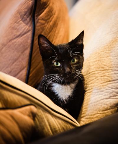 Athena the black and white kitten