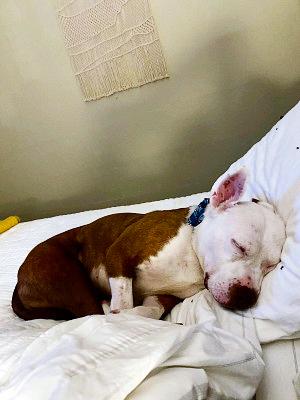 CrossFit Tony the dog fast asleep on a bed