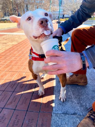 CrossFit Tony the dog licking a Starbucks Puppuccino