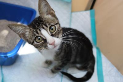 Augie the cat looking up, on some pads next to a litter pan