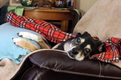 Babette the dog lying on a couch under a red plaid blanket