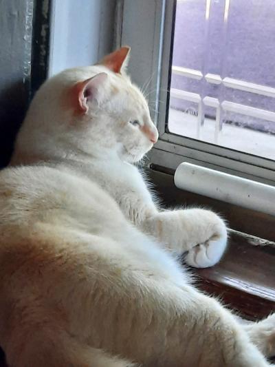 Kimball the cat lying down looking out a window