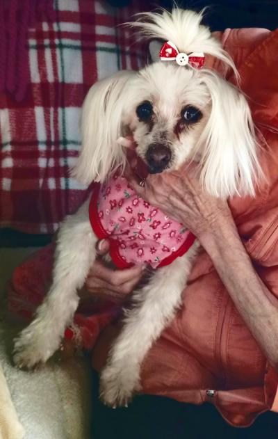 Paris the dog wearing a pink and red outfit and red bow being held by Jane