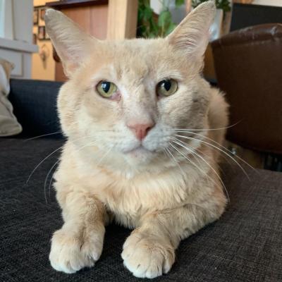 Banjo the cat lying on a piece of furniture