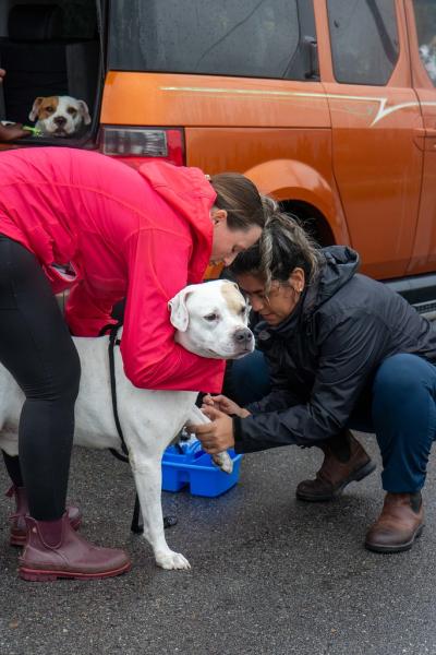 One person holding a dog while another provides a medical service to the dog