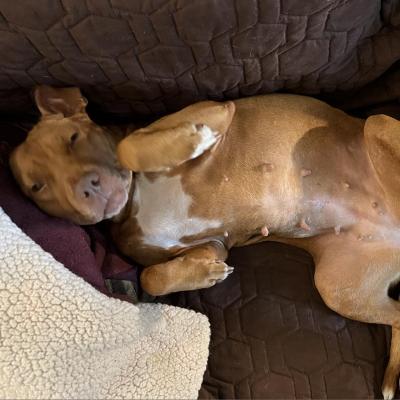 Roni Rose the dog lying with her belly up on a couch