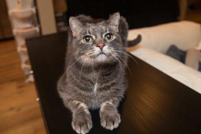 Battleship the cat lying on a table in his foster home