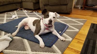 Bella the dog lying on a carpet in her new home