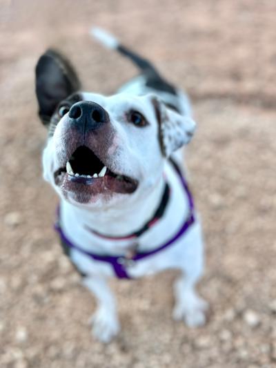 Bella the dog outside on gravel