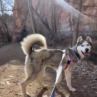 Bella the husky outside on a leash