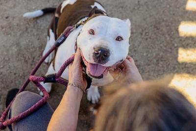 Person petting a blocky-headed dog who is smiling