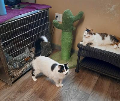 Tom and Jerry the cats lying outside the kennel in the Benson Animal Shelter shed