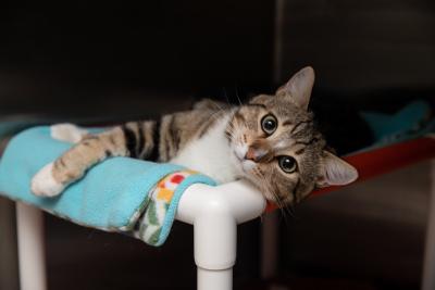 Tabby and white cat lying on a blanket on a Kuranda bed