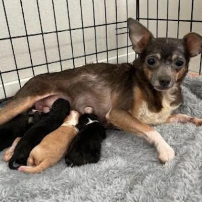 Berry the dog nursing her puppies