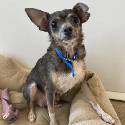 Berry the dog sitting on a dog bed next to a toy