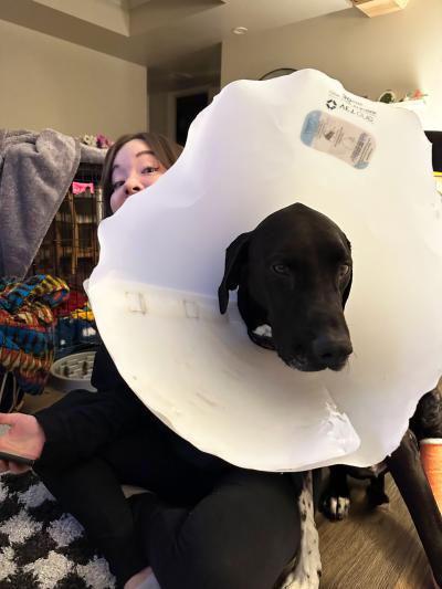 Bert the dog wearing a large e-collar with a person behind him