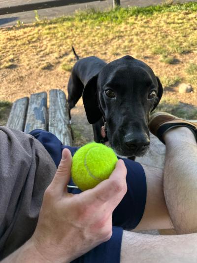 Bert the dog next to a person holding a tennis ball