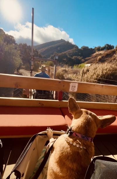 Betty the dog in a stroller looking over a fence at a person and hill