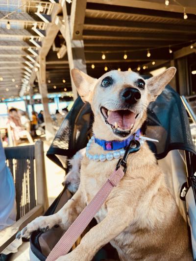 Betty the dog outside, happy in her stroller