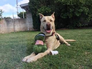 Remi lying in the grass with a stuffed toy between his paws