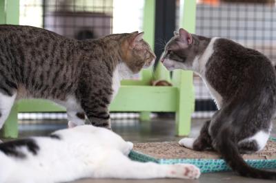 Big Papa and Kenneth the cats, nose-to-nose