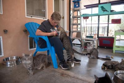 Big Papa the cat standing on his hind legs for attention from a person who is sitting in a chair