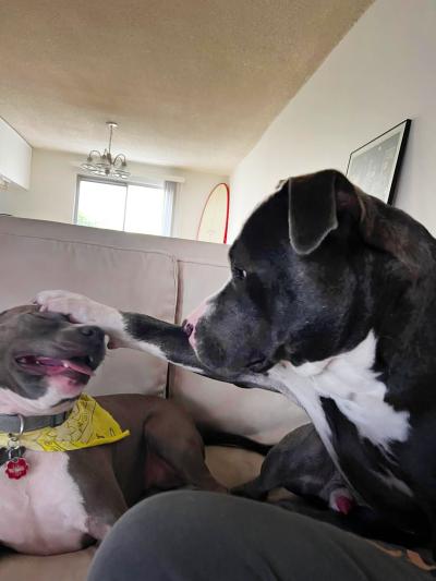 Bear the dog with his paw on his smaller canine sibling in a playful manner