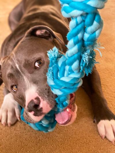 Bear the dog chewing on a rope toy