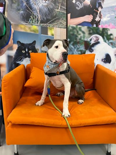 Bruce the dog sitting on a big, orange chair