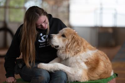 Bear the dog in a person's lap who is wearing a Best Friends sweatshirt