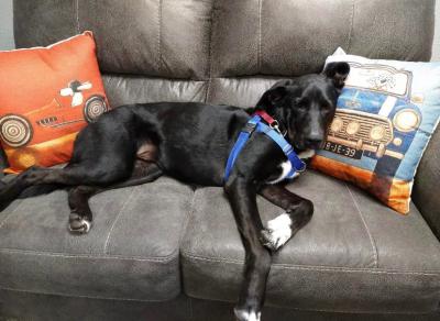 Pua the dog sleeping on a couch between two pillows