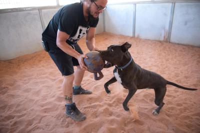 Person playing with a toy with Moogan the dog