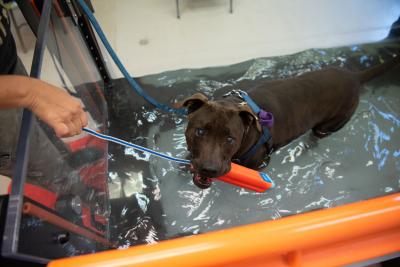 Moogan doing hydrotherapy