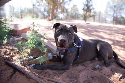 Moogan the dog lying outside in some shade with a toy in front of him