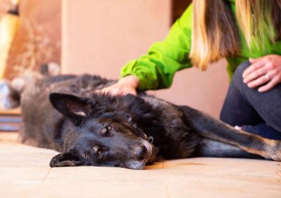 Shadow the dog lying on his side while a person pets him