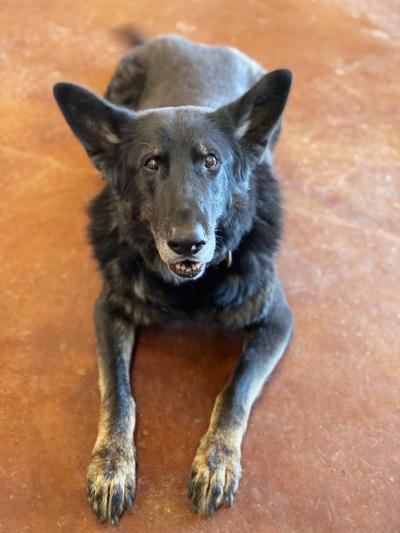 Shadow the German shepherd lying on the floor looking forward with mouth slightly open