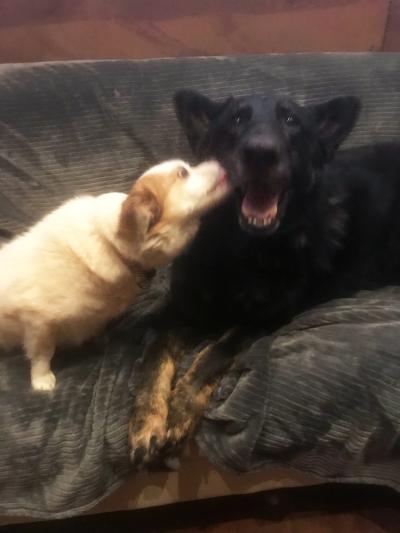 Small dog giving a kiss to a much-larger Shadow the German shepherd