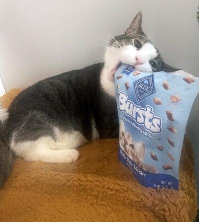 Tabby and white cat chewing on a bag of Blue Buffalo cat treats