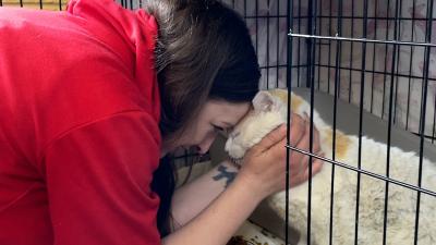 Person doing a head-bump with Bongo the cat, who is in a wire kennel