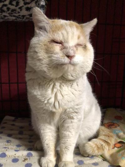 Bongo the cat sitting, prior to his surgery