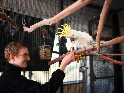 Person feeding fruit to a bird