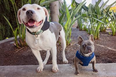 Brew and Julien the dogs standing next to one another with plants in the background