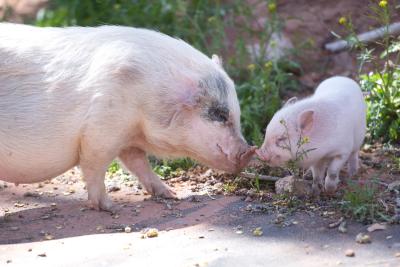 Brooke the pig outside nose-to-nose with a piglet