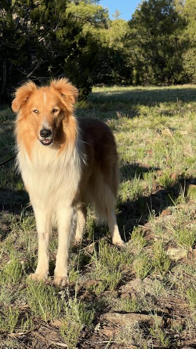 Friday the collie standing outside on grass in front of trees