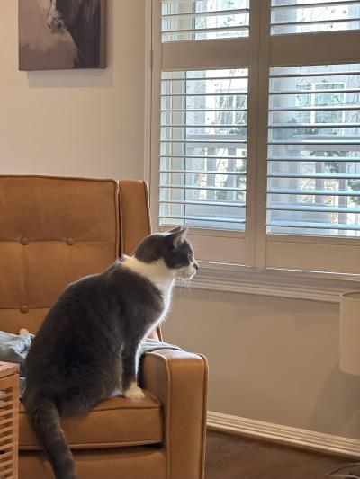 Buddy the cat sitting on a chair looking pensive